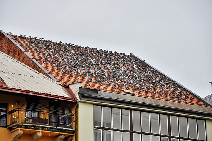 A2B Pest Control are able to install spikes to deter birds from roofs in Wakefield. 