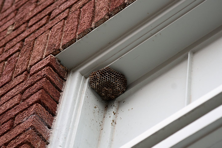 We provide a wasp nest removal service for domestic and commercial properties in Wakefield.